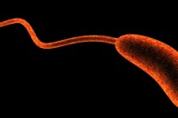 Что такое холерный вибрион и как его лечить?