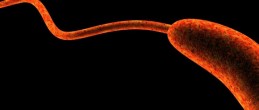Что такое холерный вибрион и как его лечить?