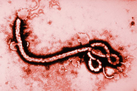 Эбола наступает