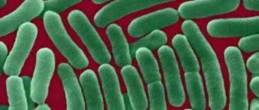 Появление устойчивого к антибиотикам вируса брюшного тифа