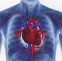 Сердце может быть восстановлено при помощи  лимфатических сосудов