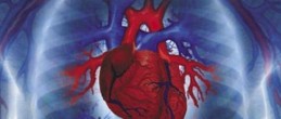 Сердце может быть восстановлено при помощи  лимфатических сосудов