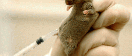 Ученые с успехом провели испытание прививки от ВИЧ на мышах