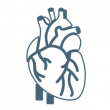 Серцево-судинна система