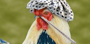 Птичий грипп — описание заболевания